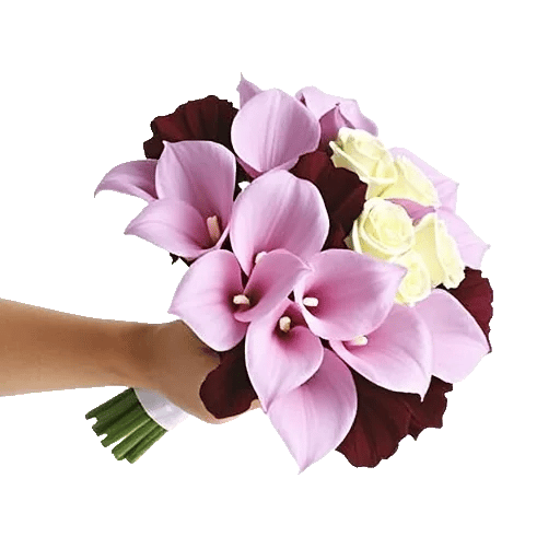 Elegant Calla Lilies