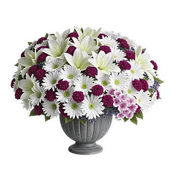 Modern White Orchids