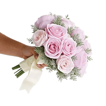 Pastel Pink Roses
