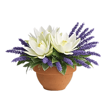 Graceful Lily Display