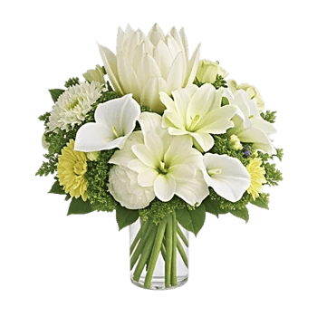 Ivory Blossom Radiance