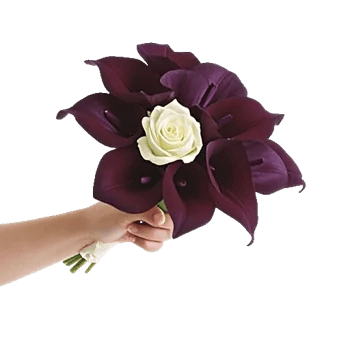 Elegant Calla Lilies