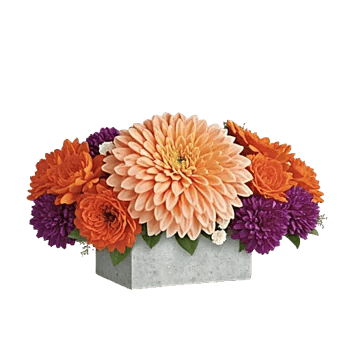 Petal Radiance Bliss