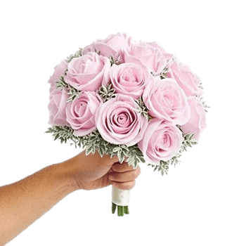 Pastel Pink Roses