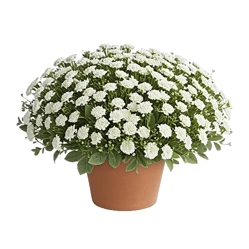 Blush Romantic Centerpiece