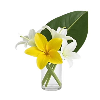 Plum Blossom Radiance