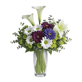 Elegant Calla Lilies