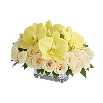 Minimalist White Orchids
