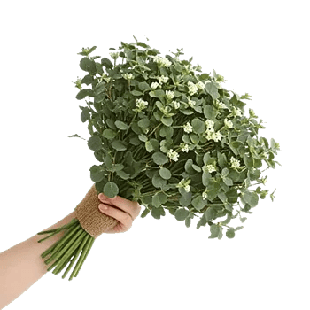 Minimalist White Orchids