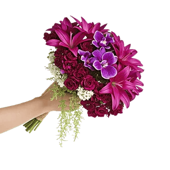 Plum Blossom Radiance