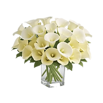 Elegant Calla Lilies