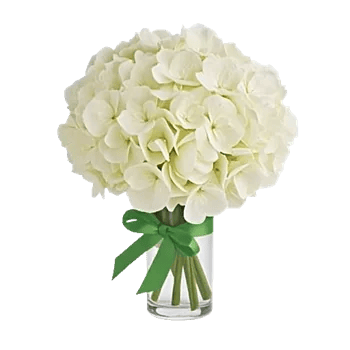 Ivory Blossom Radiance