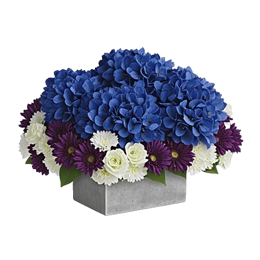 Sapphire Bloom Whisper