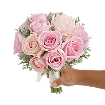 Pastel Pink Roses