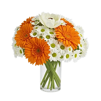 Vibrant Orange Delight