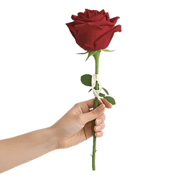 Crimson Rose Elegance