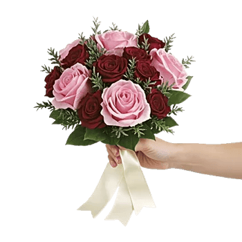 Blushing Rose Symphony