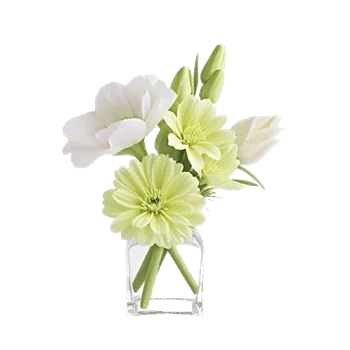 Minimalist White Orchids
