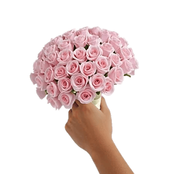 Pastel Pink Roses
