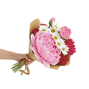 Peony Petal Harmony