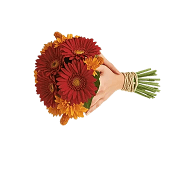 Scarlet Beauty Fusion