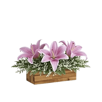 Graceful Lily Display