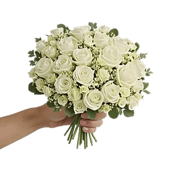 Petal Softness Display