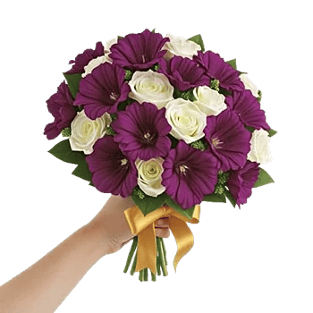 Blushing Rose Symphony