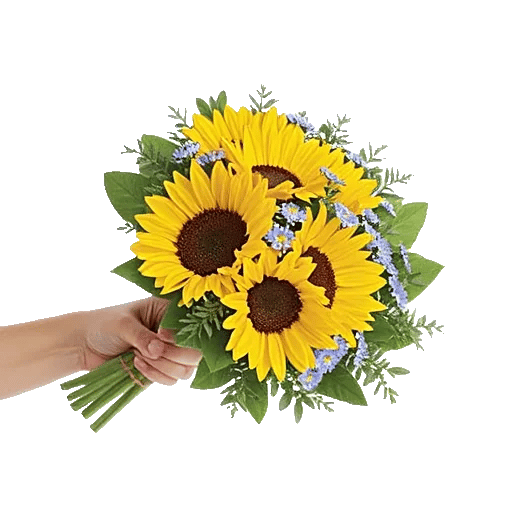 Twinkling Sunflower Dance