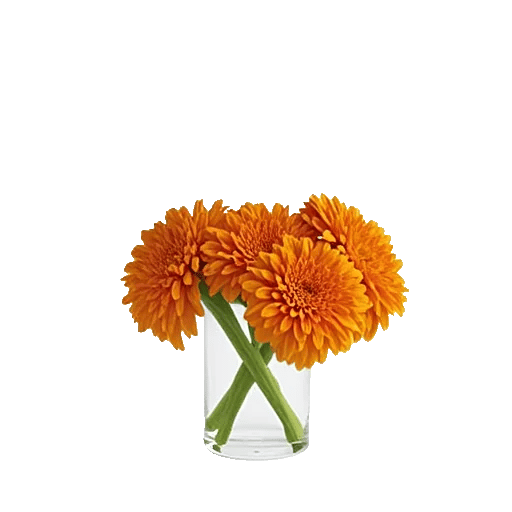 Vibrant Orange Delight