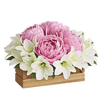 Peony Petal Harmony