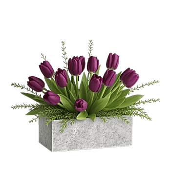 Velvet Tulip Display