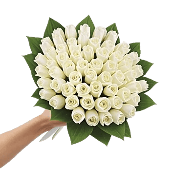 Scarlet Tulip Splendor