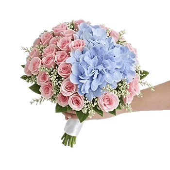 Pastel Pink Roses