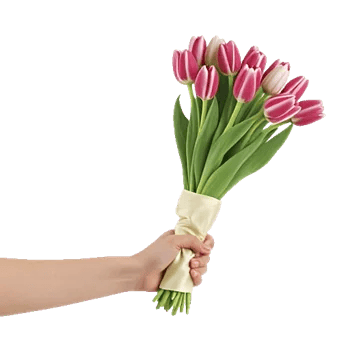 Scarlet Tulip Splendor