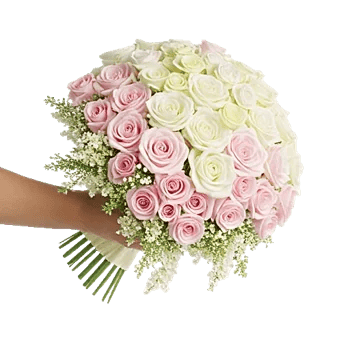 Blushing Rose Symphony