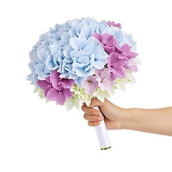 Serene Petal Harmony