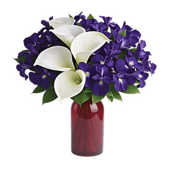 Elegant Calla Lilies