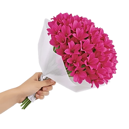 Blossom Petal Serenity