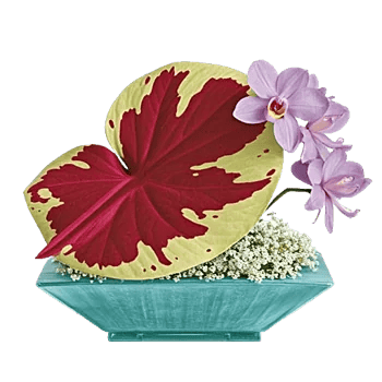 Orchid Bloom Cascade