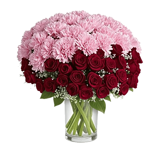 Pastel Pink Roses