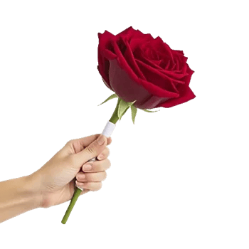 Crimson Rose Elegance