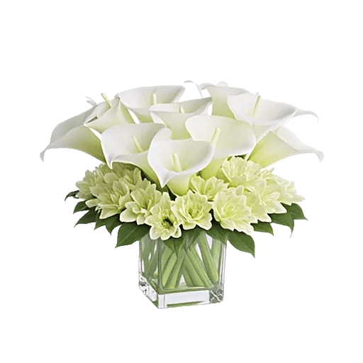 Elegant Calla Lilies