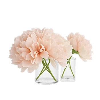 Peony Petal Harmony