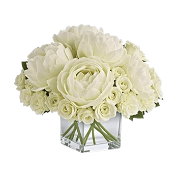 Ivory Blossom Radiance