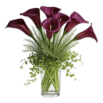 Elegant Calla Lilies