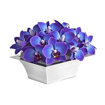 Modern White Orchids