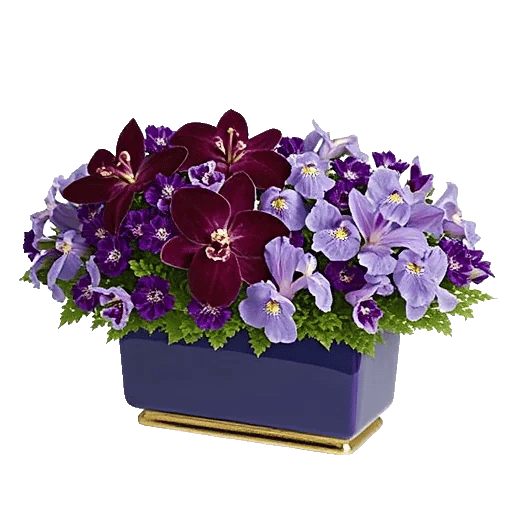 Orchid Petal Glow