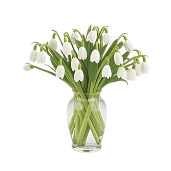 Ivory Blossom Radiance