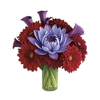 Petal Radiance Bliss